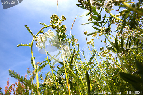 Image of Summer meadow