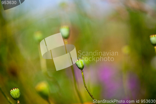 Image of Wild Poppies