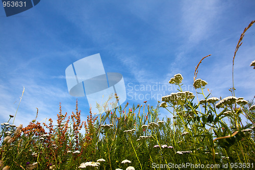 Image of Summer meadow