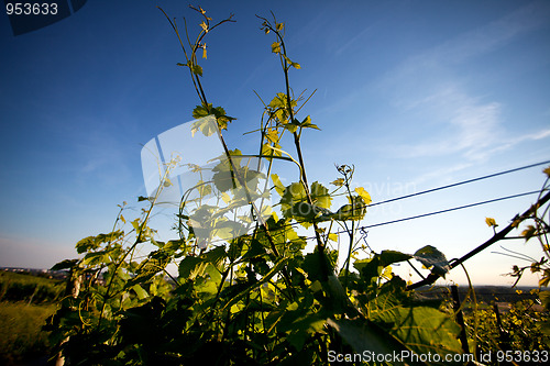 Image of Vineyard in Southwest Germany