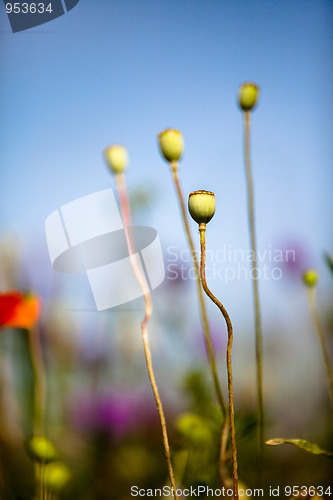 Image of Wild Poppies