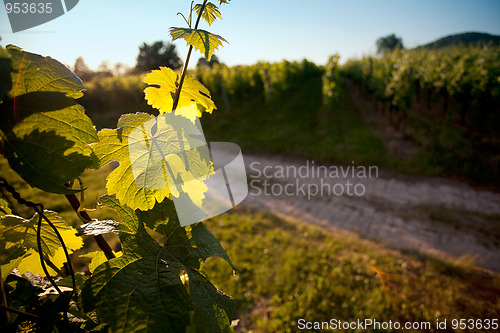 Image of Vineyard in Southwest Germany