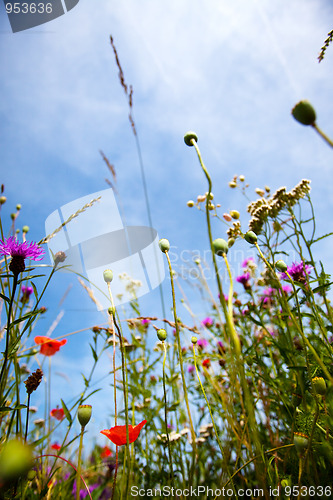 Image of Summer meadow