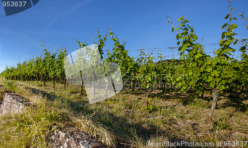 Image of Vineyard in Southwest Germany