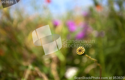 Image of Wild Poppies