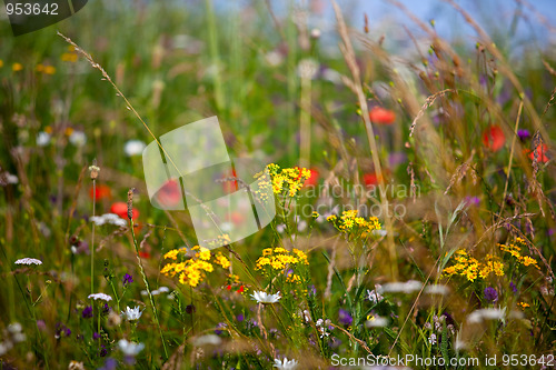 Image of Summer meadow