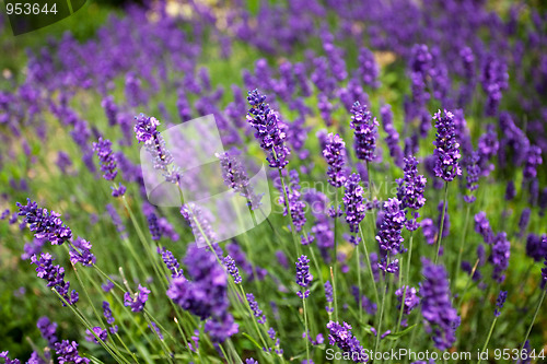 Image of Lavender