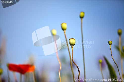 Image of Wild Poppies