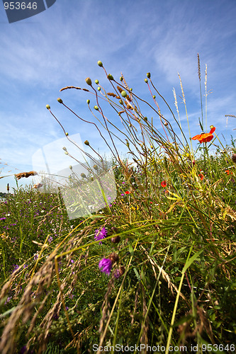 Image of Summer meadow