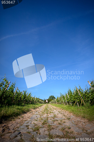 Image of Vineyard in Southwest Germany
