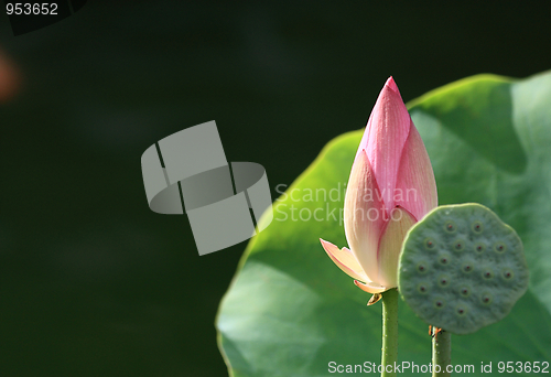 Image of Lotus