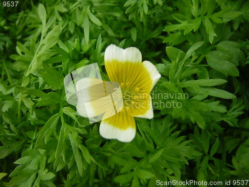 Image of Poached Egg Plant