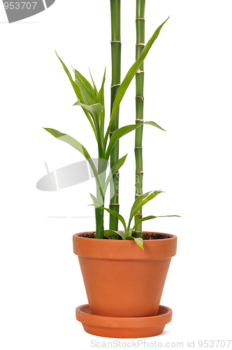 Image of Bamboo in a Pot