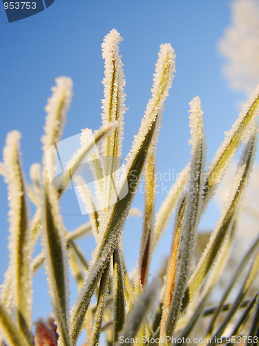 Image of Frost on Pine