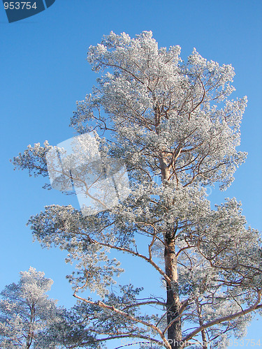Image of Winter pine tree