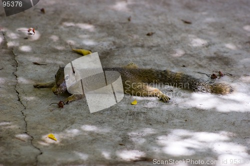 Image of Tree squirrel