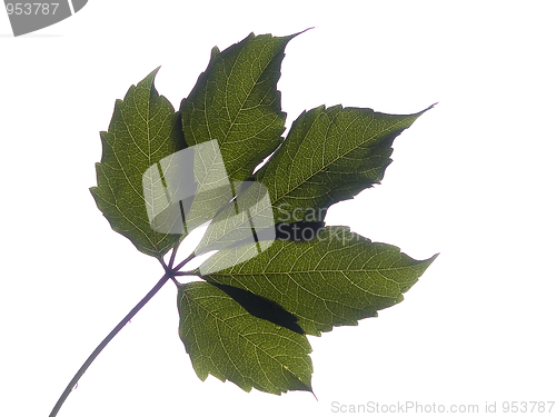 Image of Vine Leaf