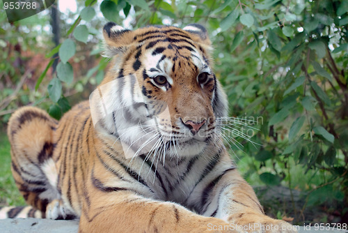 Image of Siberian Tiger