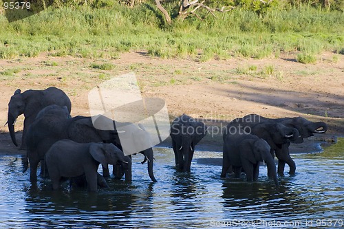 Image of African Elephant