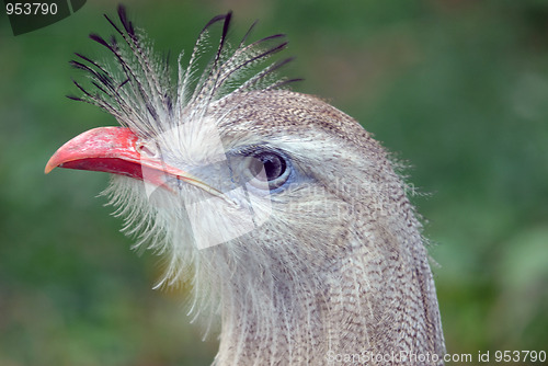 Image of Exotic Bird