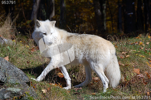 Image of Arctic Wolf