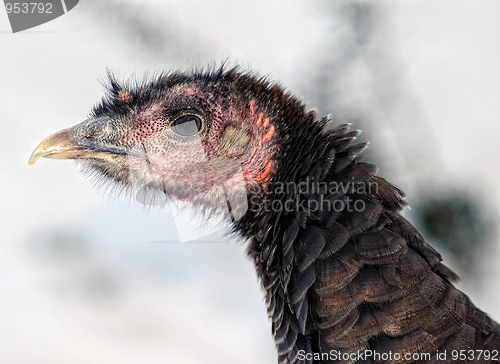 Image of Wild Turkey