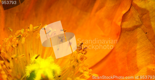 Image of Orange poppy