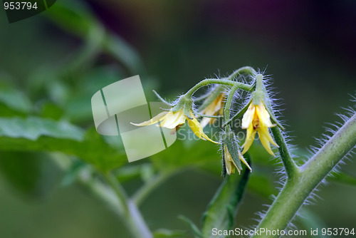 Image of Tomato flowers