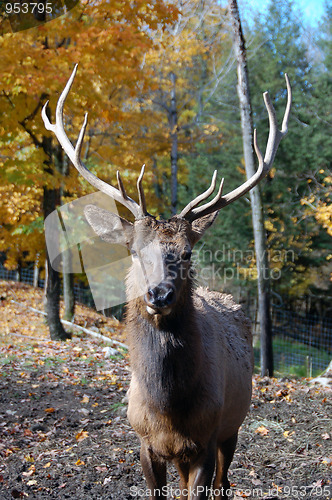 Image of Elk