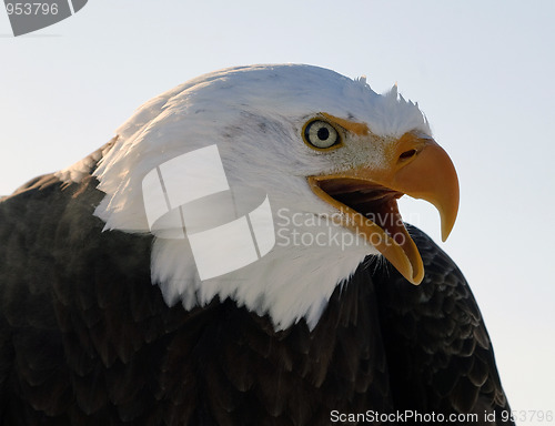 Image of Bald eagle