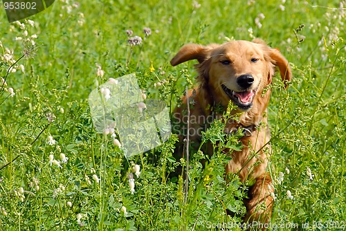 Image of Dog in grass