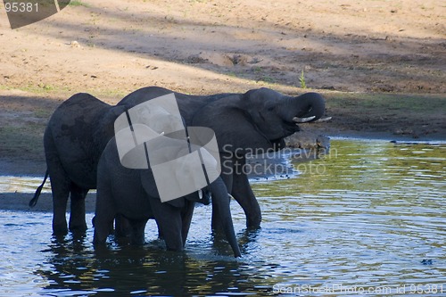 Image of African Elephant