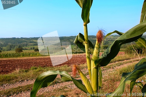 Image of Rural landscape Serbia