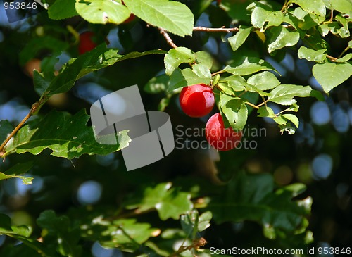 Image of Red plums