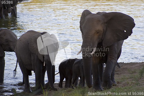 Image of African Elephant