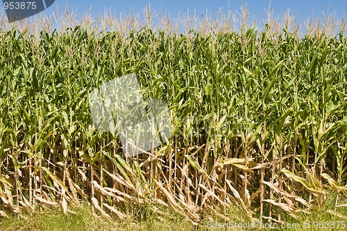 Image of Cornfield