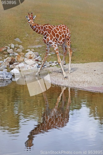 Image of Giraffe