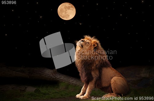 Image of Lion