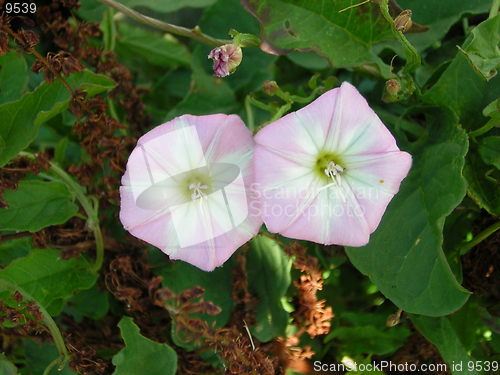 Image of pink flower