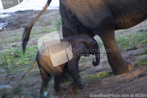 Image of African Elephant