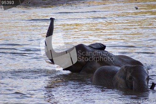 Image of African Elephant