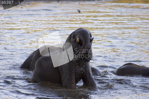 Image of African Elephant