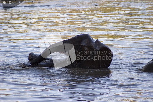 Image of African Elephant