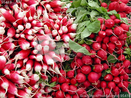 Image of Radish