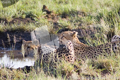 Image of Cheetah