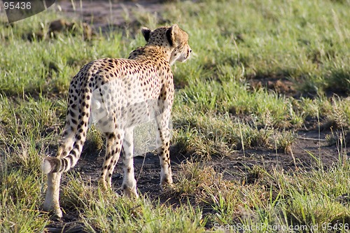 Image of Cheetah