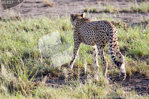 Image of Cheetah