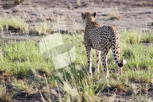 Image of Cheetah