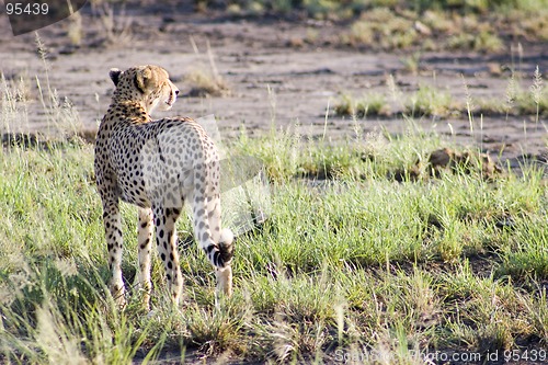 Image of Cheetah