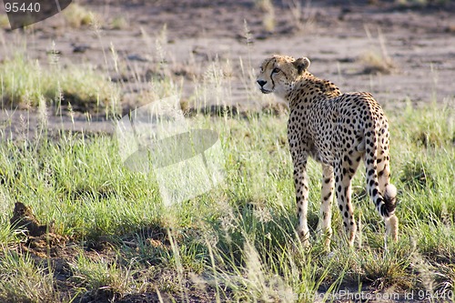 Image of Cheetah